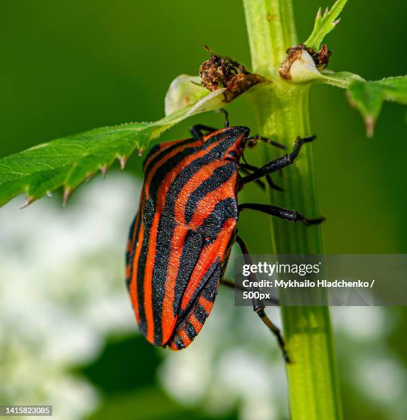 Stiped Insects 113 Striped Stink Bug Stock Photos, High-Res Pictures, and Images ...