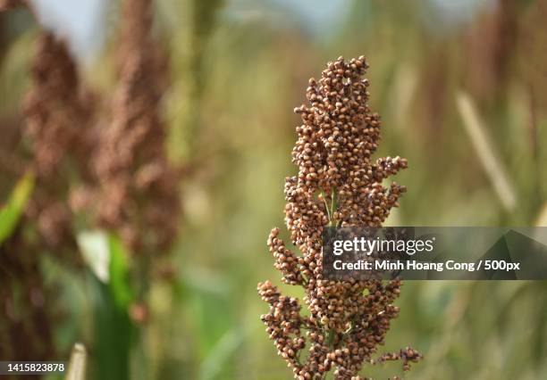 close-up of wilted plant on field - durra bildbanksfoton och bilder