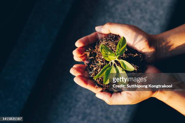 female hand holding tree at bangkok thailand .  forest conservation concept. environment earth day in the hands of trees growing seedlings. - world war 1 aircraft stock-fotos und bilder