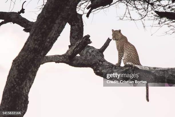 african leopard - serengeti national park stock pictures, royalty-free photos & images