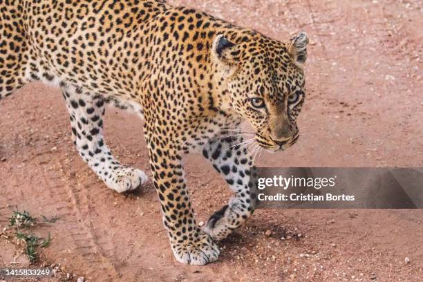 african leopard - african leopard stock pictures, royalty-free photos & images