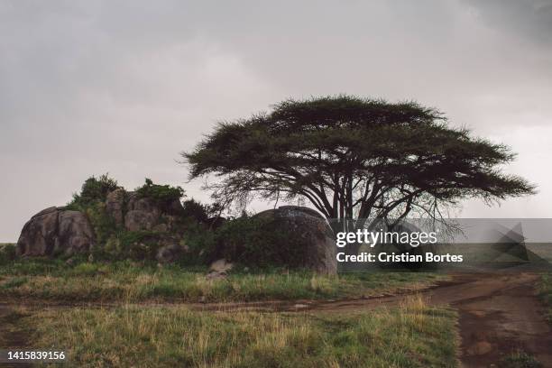 Simiyu 388 Simiyu Region Stock Photos, High-Res Pictures, and Images - Getty ...