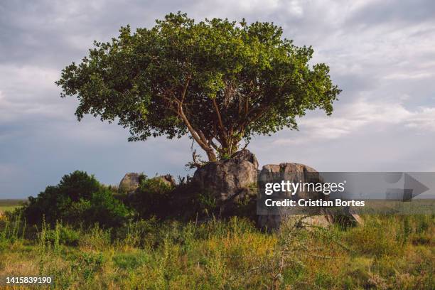 Simiyu 390 Simiyu Region Stock Photos, High-Res Pictures, and Images - Getty ...