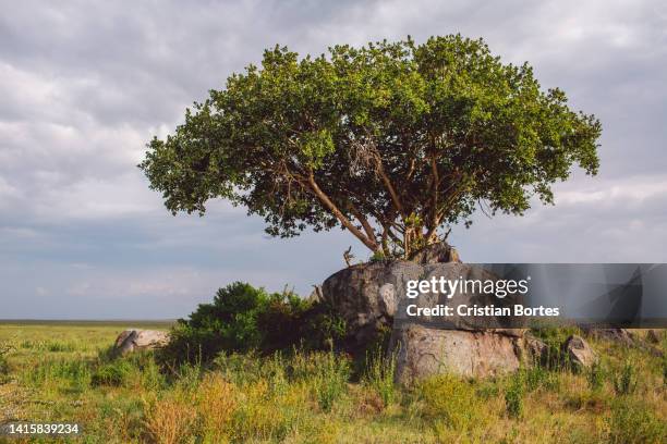 Simiyu 390 Simiyu Region Stock Photos, High-Res Pictures, and Images - Getty ...
