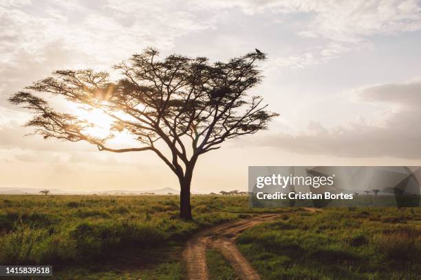 Simiyu 388 Simiyu Region Stock Photos, High-Res Pictures, and Images - Getty ...