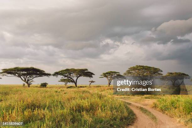 Simiyu 390 Simiyu Region Stock Photos, High-Res Pictures, and Images - Getty ...