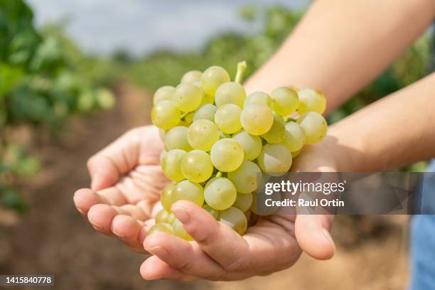 grapes harvest.woman farmer hands holding white fresh grapes in her vineyard - uva imagens e fotografias de stock