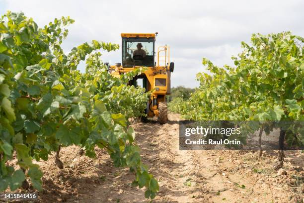 grape harvesting machine in vineyard. - vendimia fotografías e imágenes de stock