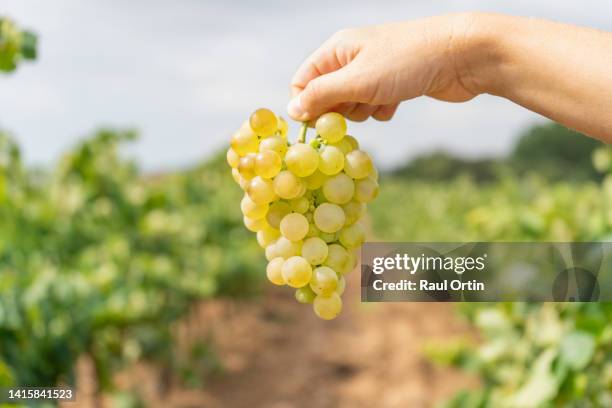 woman hand holding white grapes in the vineyard. - vendimia fotografías e imágenes de stock