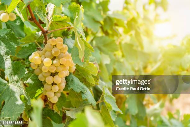 fresh ripe white grapes growing in the vineyard at sunset - vineyard leafs foto e immagini stock