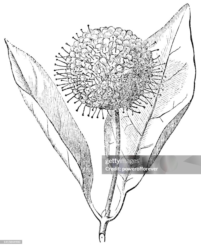 Common Buttonbush Flower (Cephalanthus Occidentalis) Head Inflorescence - 19th Century