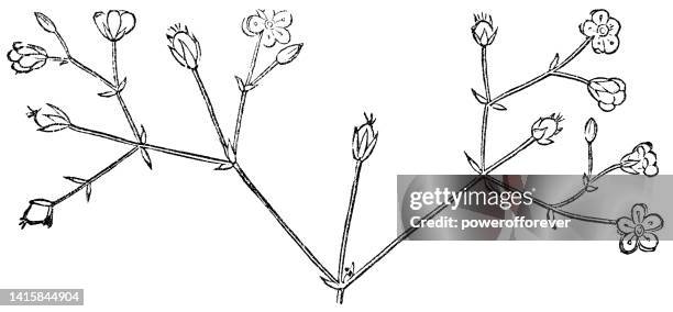 sandkrautblume (arenaria) doppelter skorpioider cyme-blütenstand - 19. jahrhundert - sandwort stock-grafiken, -clipart, -cartoons und -symbole