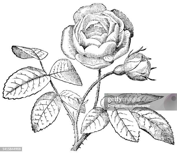 stockillustraties, clipart, cartoons en iconen met hybrid tea rose flower - 19th century - gravure illustratietechniek