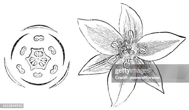 wood lily flower (trillium) and pictorial floral diagram of floral ground plan - 19th century - trillium stock illustrations