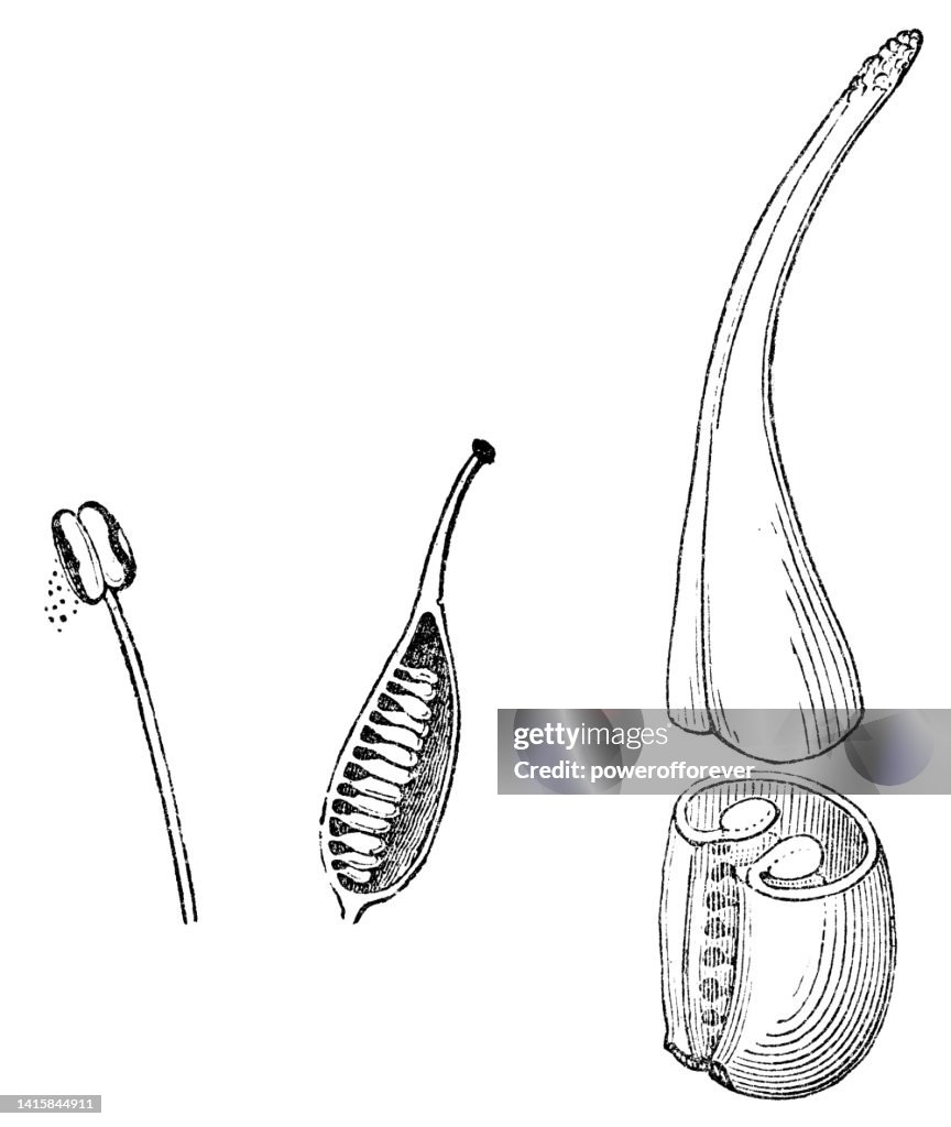 Flower Stamen and Pistil Organs - 19th Century