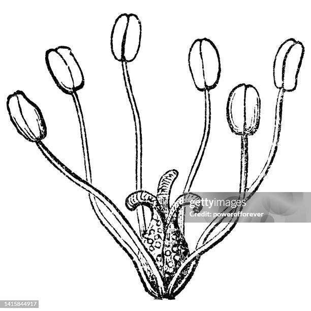 トカゲの尻尾の花(サウルス・ケルヌウス) - 19世紀 - 両性具有点のイラスト素材／クリップアート素材／マンガ素材／アイコン素材