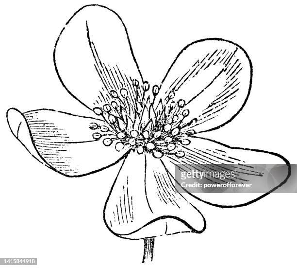 bildbanksillustrationer, clip art samt tecknat material och ikoner med windflower flower (anemone) - 19th century - bukettanemon