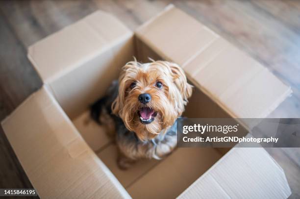 cute dog in a delivery box. - yorkshire terrier imagens e fotografias de stock