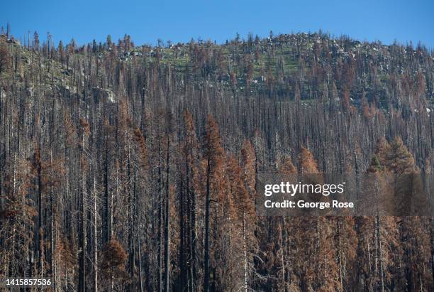 The forest along Highway 50, damaged in last year's Caldor Fire, is the site of a major logging and wood salvage operation as viewed on August 11...