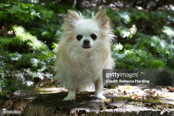 long haired chihuahua - long haired chihuahua stock-fotos und bilder