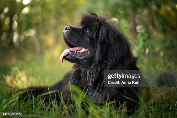 portrait of a newfoundland dog - newfoundlandshund bildbanksfoton och bilder