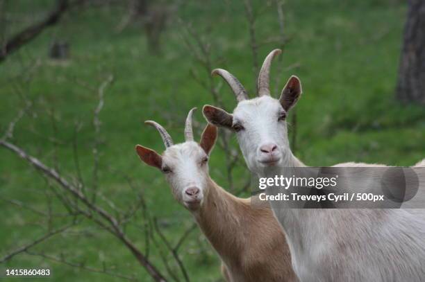 deux chvre surpris par le photographe,auvergne,france - goat stock pictures, royalty-free photos & images