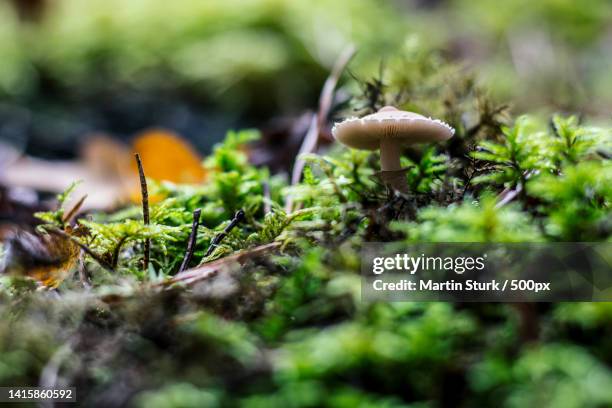 close-up of mushrooms growing on field,sweden - giftpilz stock-fotos und bilder