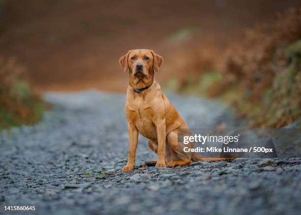 portrait of labrador retriever on road,coniston,united kingdom,uk - retriever du labrador photos et images de collection