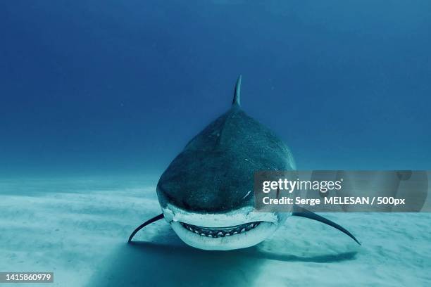 close-up of dolphin swimming in sea - tiger shark teeth stock pictures, royalty-free photos & images