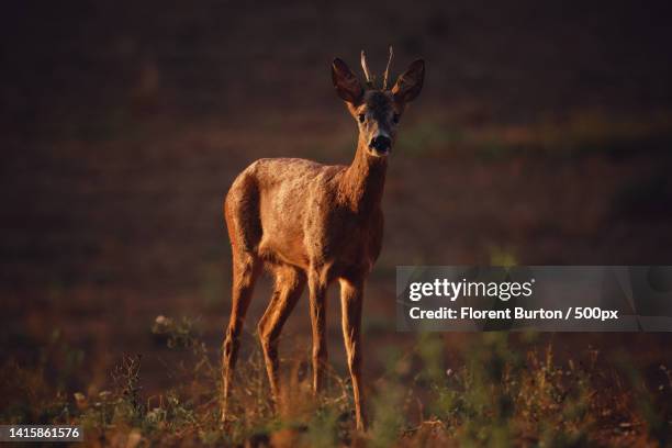 portrait of roe deer standing on field,lorraine,france - roe deer female stock pictures, royalty-free photos & images