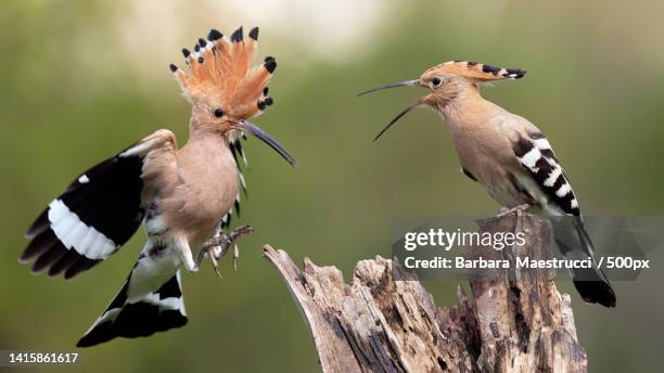 close-up of hoopoe perching on branch,perugia,italy - hoopoe stock pictures, royalty-free photos & images