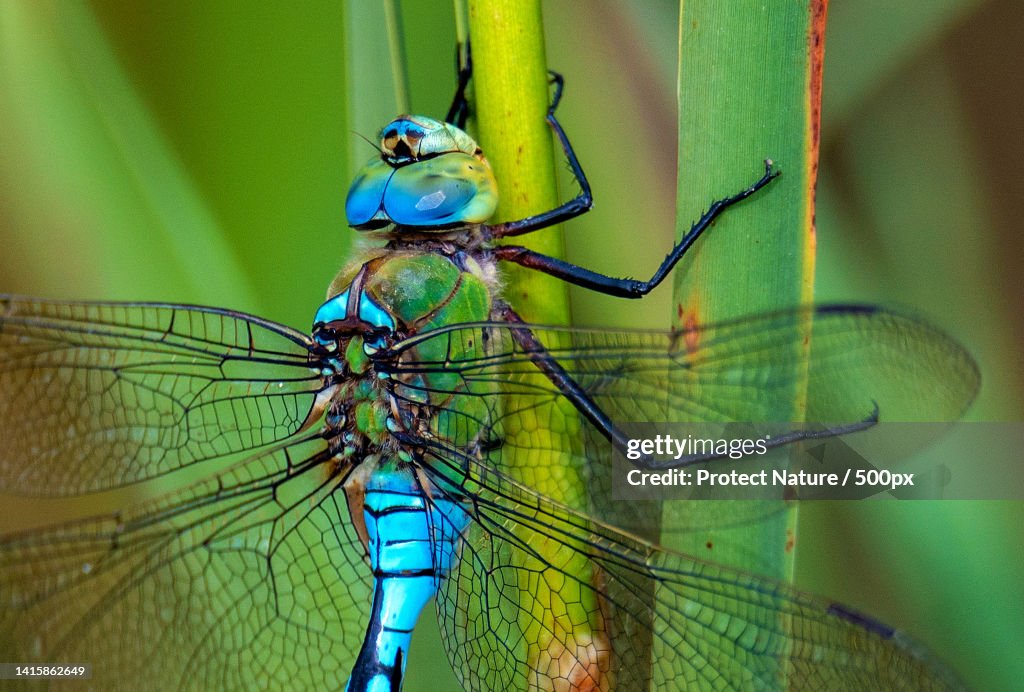 Close-up of insect on leaf