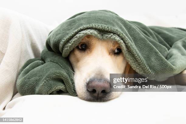 cute golden retriever dog covered with a green blanket on winter or autumn season,girona,spain - scared dog stock pictures, royalty-free photos & images