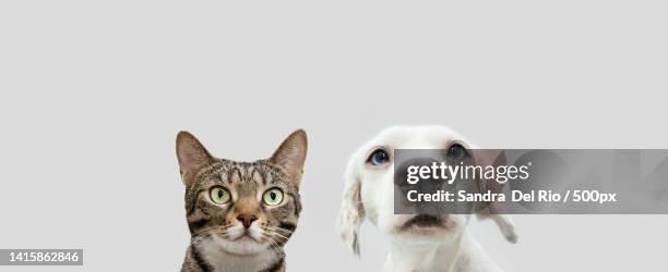 292 Funny Puppies And Kittens Photos and Premium High Res Pictures - Getty Images 292 Funny Puppies And Kittens Photos and Premium High Res Pictures - Getty Images