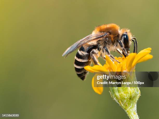 close-up of bee pollinating on yellow flower,flitwick,bedford,united kingdom,uk - bijen stockfoto's en -beelden