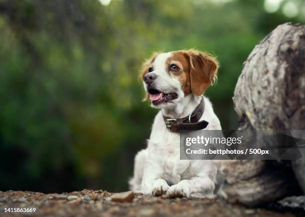 cute springer spaniel dog lying down looking to the side - ブリタニースパニエル ストックフォトと画��像