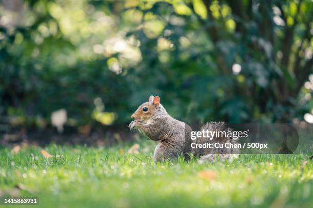 close-up of gray squirrel on grass - ハイイロリス ストックフォトと画像