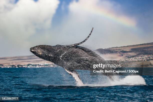high angle view of humpback whale swimming in sea,lahaina,hawaii,united states,usa - maui 個照片及圖片檔