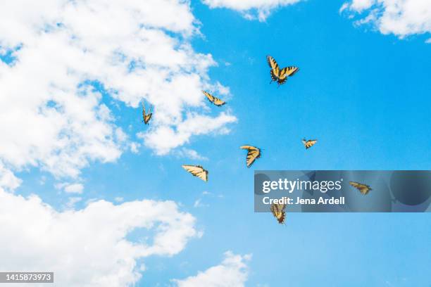 happiness and freedom: butterflies flying in sky, butterfly background - farfalla a coda di rondine foto e immagini stock