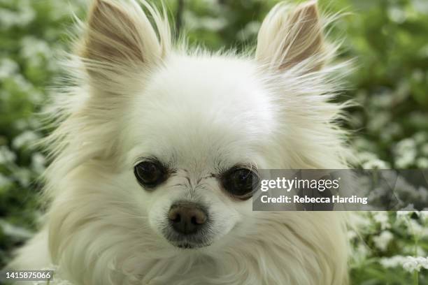 long haired chihuahua - long haired chihuahua stock-fotos und bilder