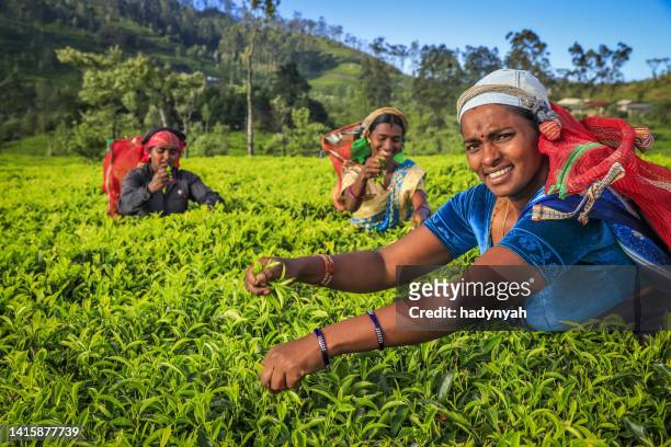 tamil mujeres puntear hojas de té en plantation, ceylon - woman fresh air fotografías e imágenes de stock