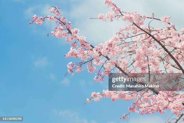 cherry blossoms - cherry tree foto e immagini stock