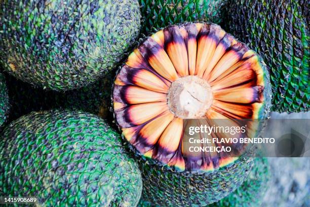 pinhão is the generic designation of the seed of several species of pinaceaes and araucariaceaes. - pinion stock pictures, royalty-free photos & images