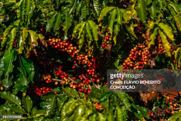 cherry coffee beans - grano cafe fotografías e imágenes de stock