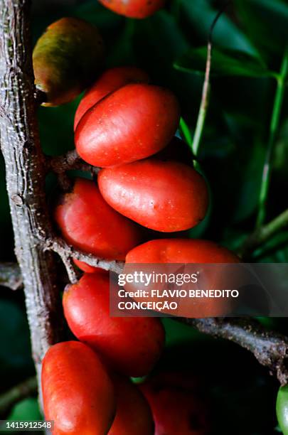 seriguela, ciriguela, red cajá, ciruela, jocote or ciruela, is a fruit produced in brazil. - ciruela foto e immagini stock