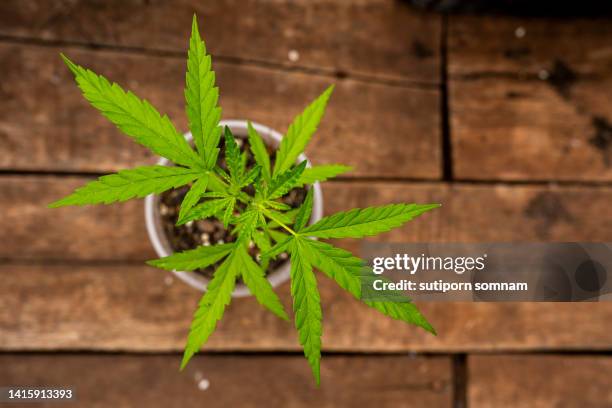 top view cannabis green leaf thai stick - cannabis tree stock pictures, royalty-free photos & images