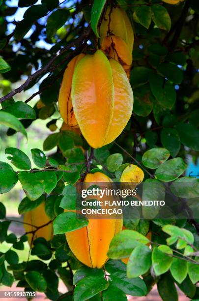 carambola fruit - carambola stock pictures, royalty-free photos & images