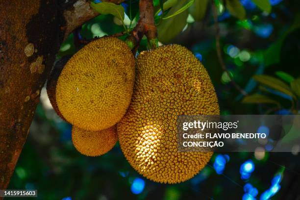 jackfruit - jackfruit foto e immagini stock