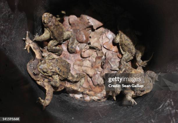 Toadlie Toad Spawn Photos and Premium High Res Pictures - Getty Images