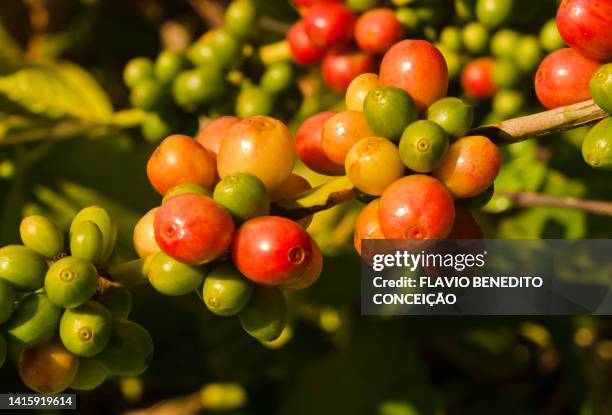 cherry coffee beans - southern brazil stock pictures, royalty-free photos & images